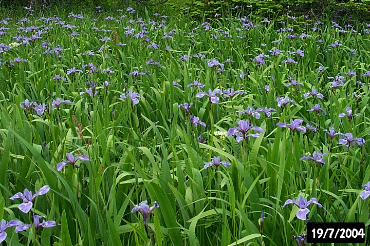 A field of irises at Biche Arm West.